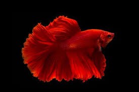 BETTA ĐẸP LINH TRUNG THỦ ĐỨC – BÍ QUYẾT CHỌN VÀ CHĂM SÓC