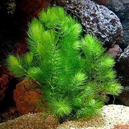CÙNG CÁ BETTA CẢNH UIT KHÁM PHÁ 5 LOẠI CÂY THỦY SINH DỄ TRỒNG, ÍT RÊU HẠI